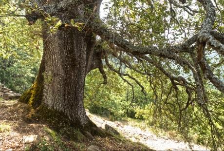 Imagen El Gobierno de Aragón declara tres nuevos ‘Árboles Singulares’ en la provincia de Huesca